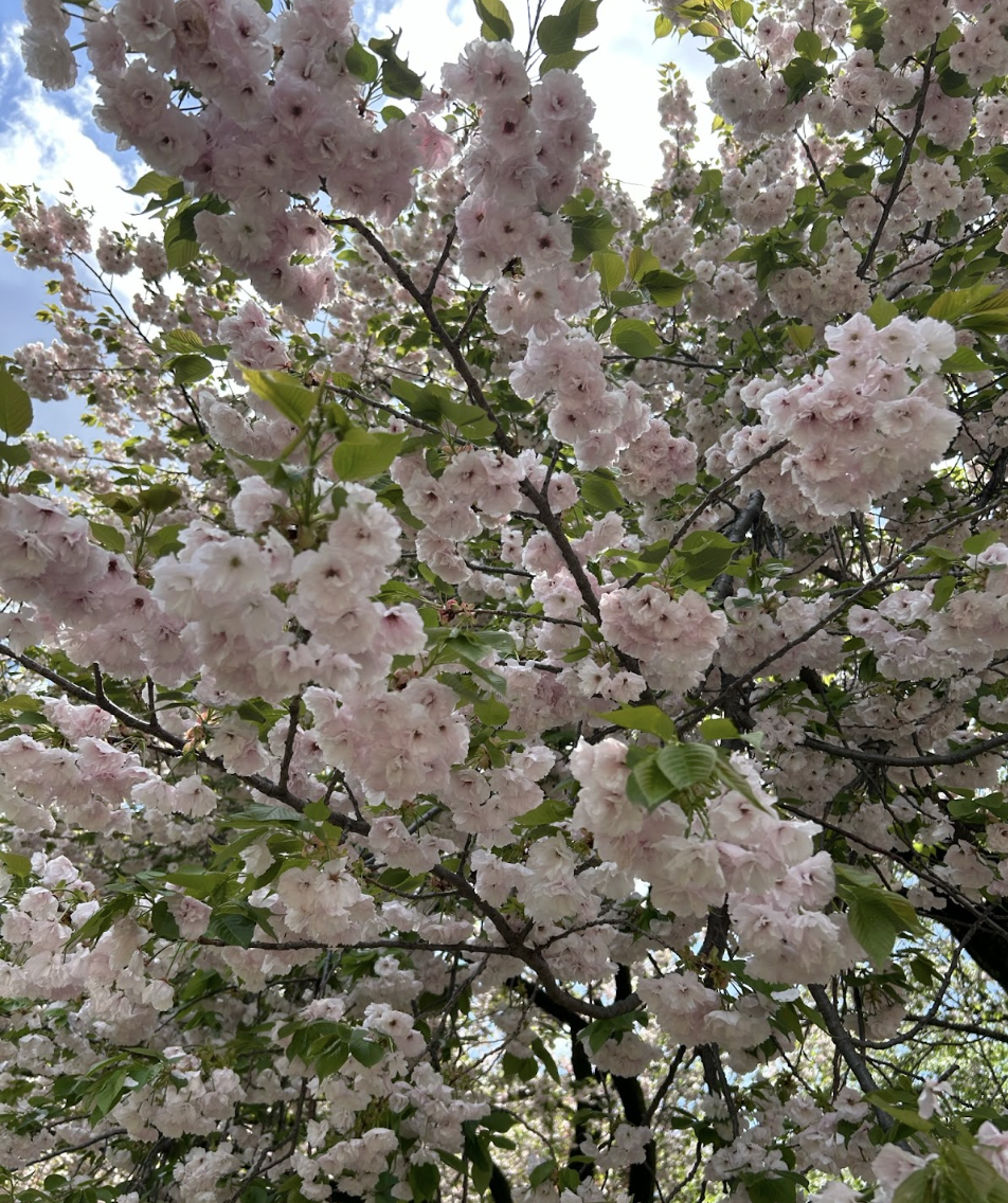 This cherry blossom tree is a Fukurokujyu variant. Several other variants of cherry blossom trees in Shinjuku Gyoen bloom in April, including Ichiyo, Kanzan, and Fugenzo. 
